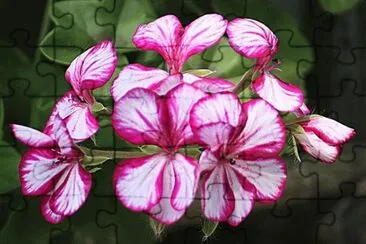 geranium lierre jigsaw puzzle