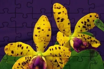 orq 13 jigsaw puzzle