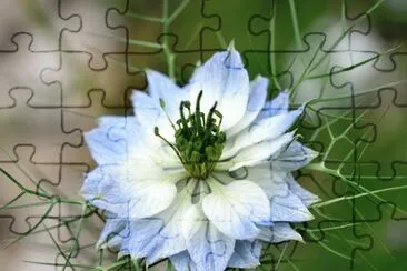 Blaue Blume