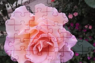 rosa jigsaw puzzle