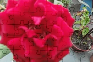 rosa jigsaw puzzle