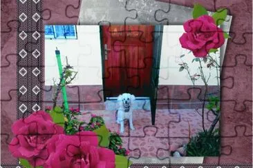 caniche