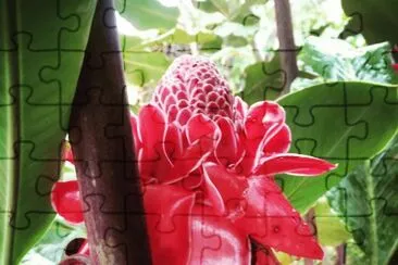 flores