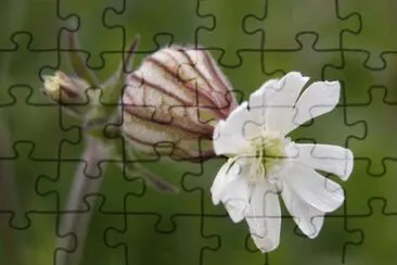 silÃ©ne jigsaw puzzle