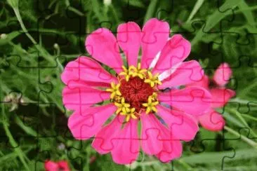fleur sauvage jigsaw puzzle