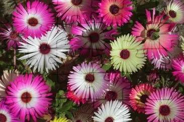 ficoides jigsaw puzzle