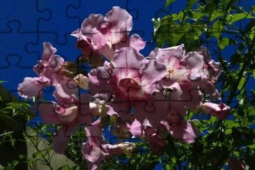 bignonia rosada jigsaw puzzle