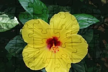 fleur