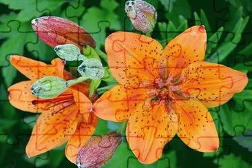 77 jigsaw puzzle