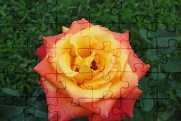 rosa jigsaw puzzle