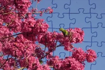 periquitos jigsaw puzzle