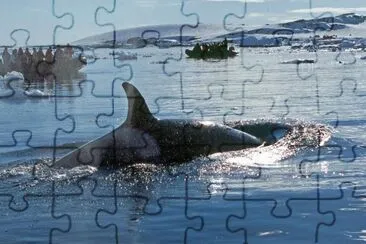 Orca en la AntÃ¡rtida Argentina jigsaw puzzle