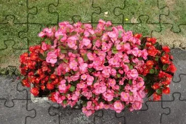 begonias
