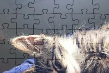 nonito