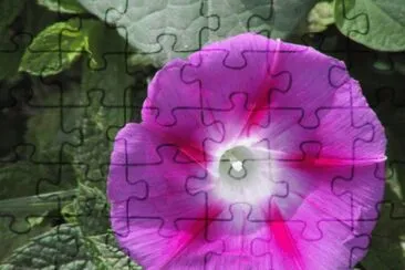 ipomÃ©e jigsaw puzzle