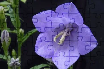 campanule