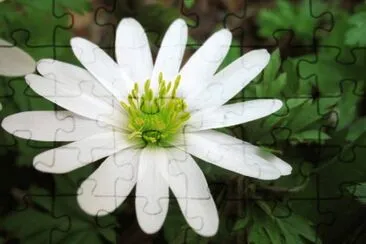 anemone