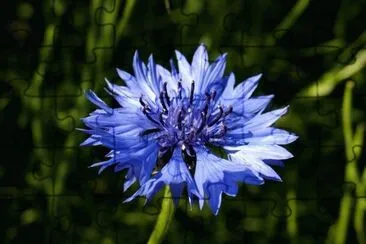 bleuet