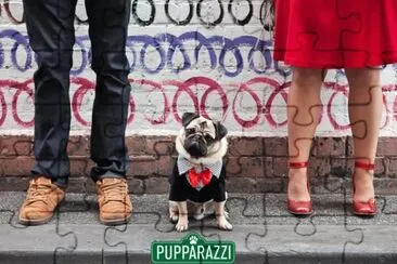Gorgeous Pug named Pugger jigsaw puzzle