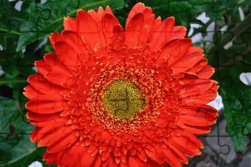 gerbera