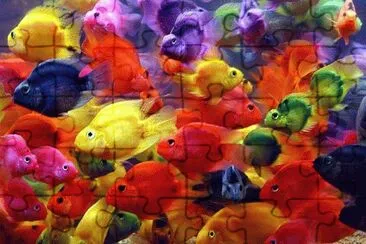 color fish jigsaw puzzle