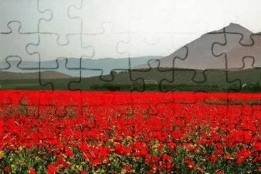 amapolas jigsaw puzzle
