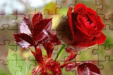 rosa