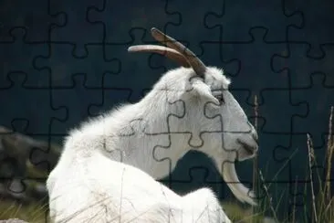 פאזל של chivo