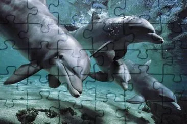 AMIGOS EXPLORADORES jigsaw puzzle