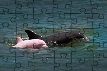 COLORES DE DELFINES jigsaw puzzle