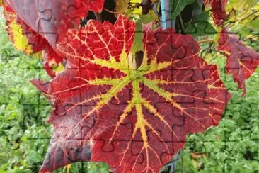 feuille de vigne
