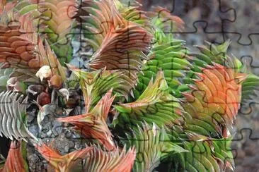 פאזל של haworthia viscosa