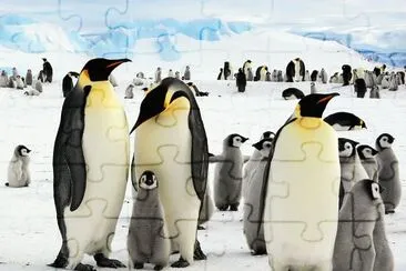 pingÃ¼inos en la AntÃ¡rtida.