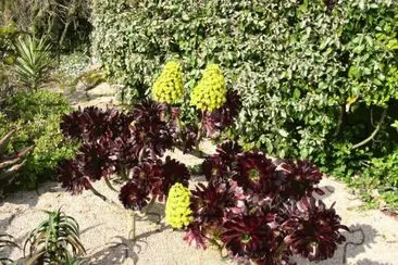 aeonium arboreum jigsaw puzzle