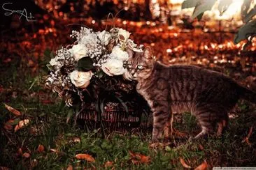cats