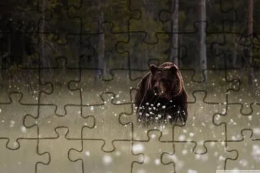 bear jigsaw puzzle