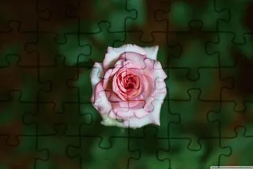 pink rose
