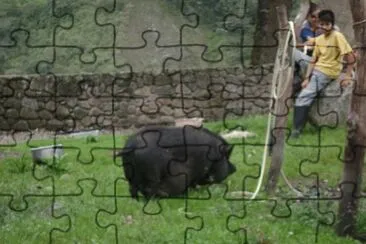 los paujuiles jigsaw puzzle