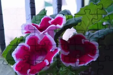 gloxinia jigsaw puzzle
