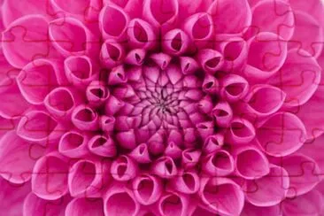 dahlia jigsaw puzzle