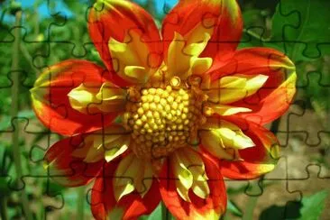 dahlia
