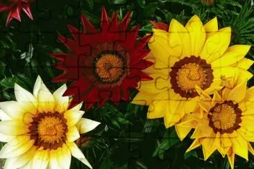 gazania