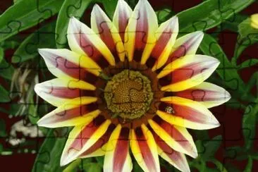 gazania