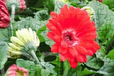 gerbera