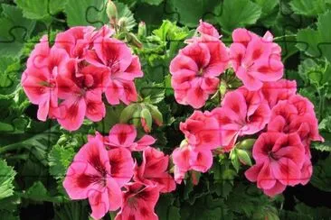 geranium jigsaw puzzle