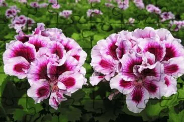 geranium jigsaw puzzle