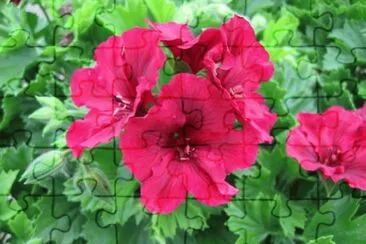 geranium jigsaw puzzle
