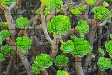 79 jigsaw puzzle