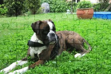Boxer