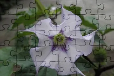 datura